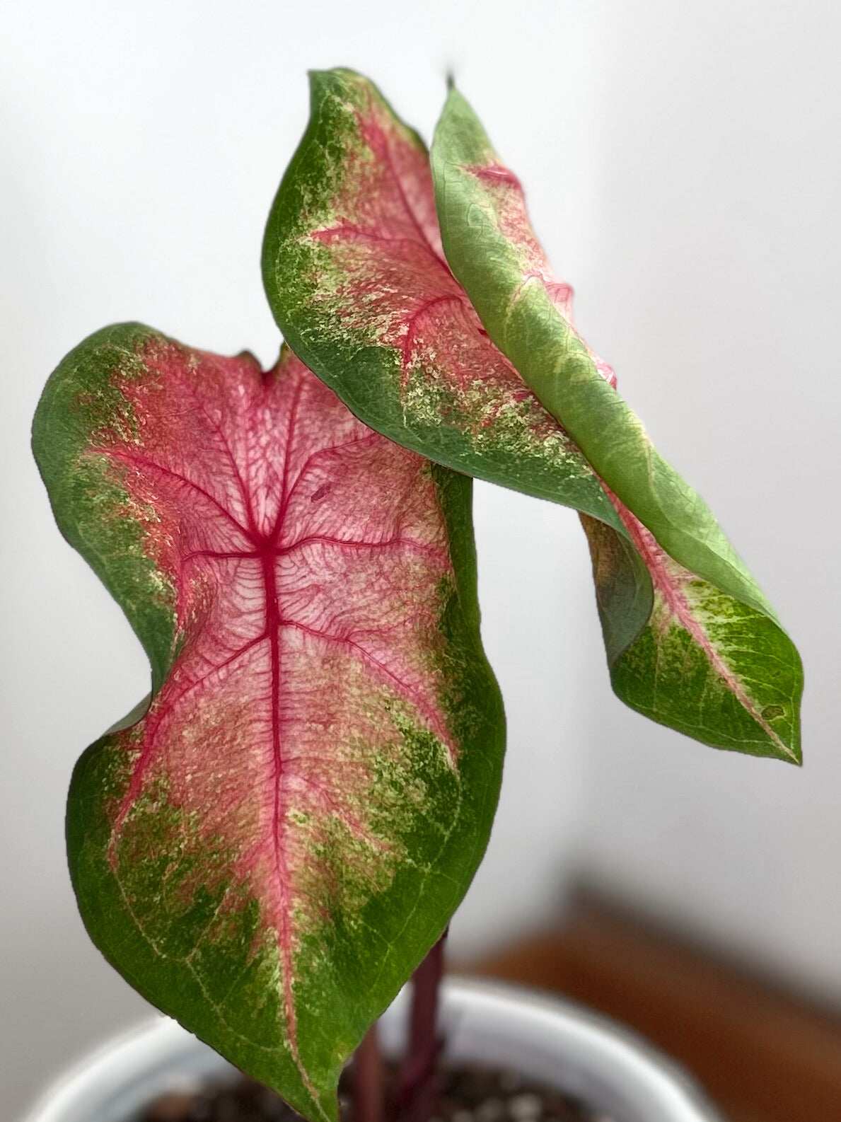 Caladium Classic Pink