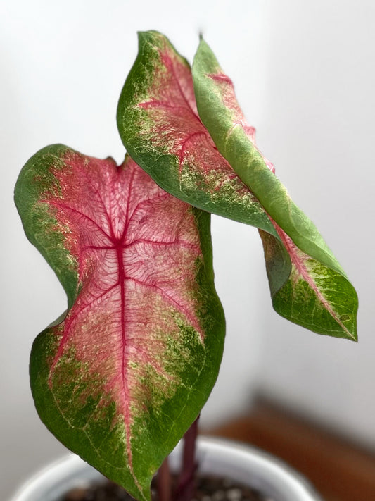 Caladium Classic Pink