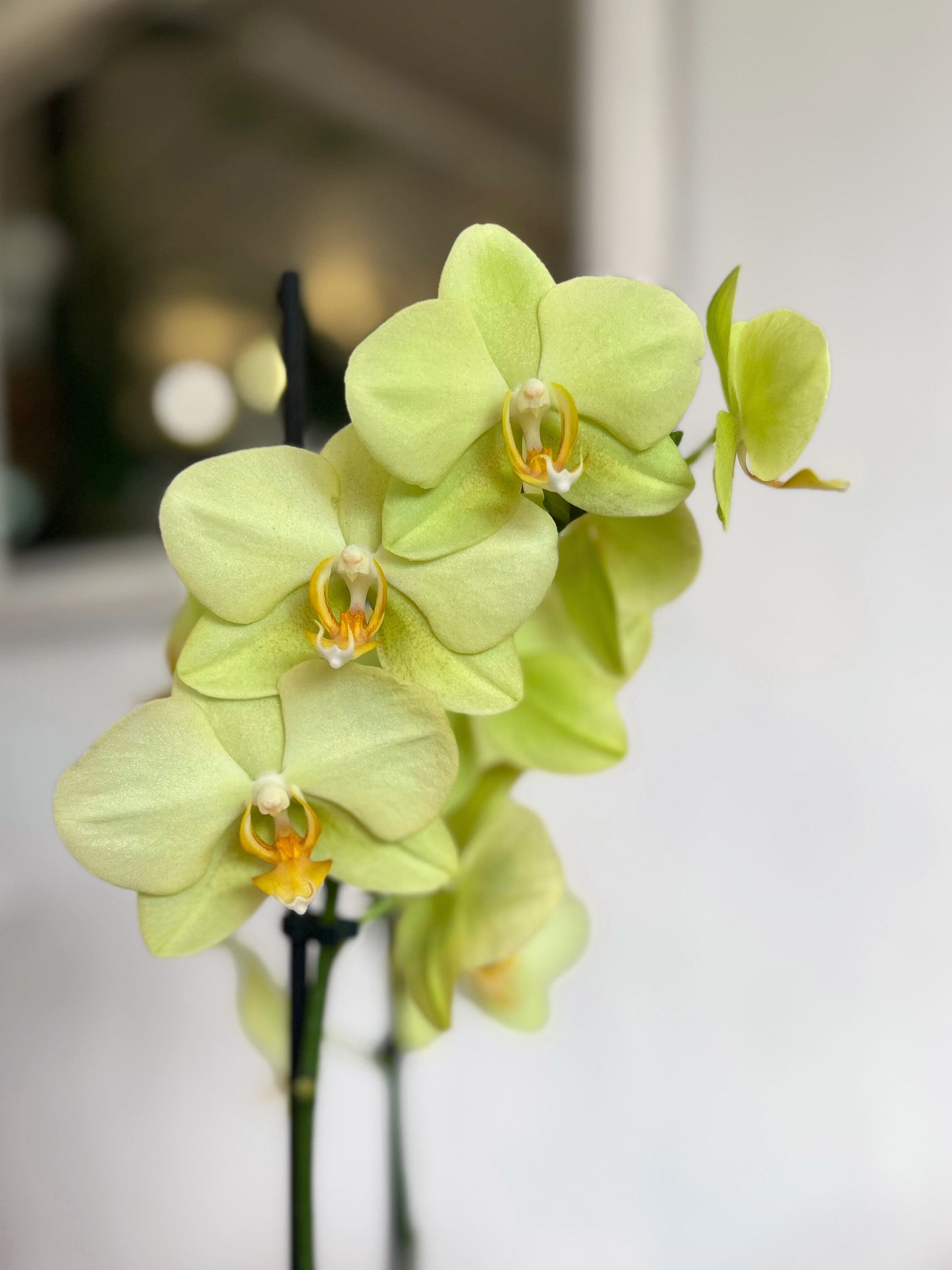 Orquídea Grande Lemon Lime