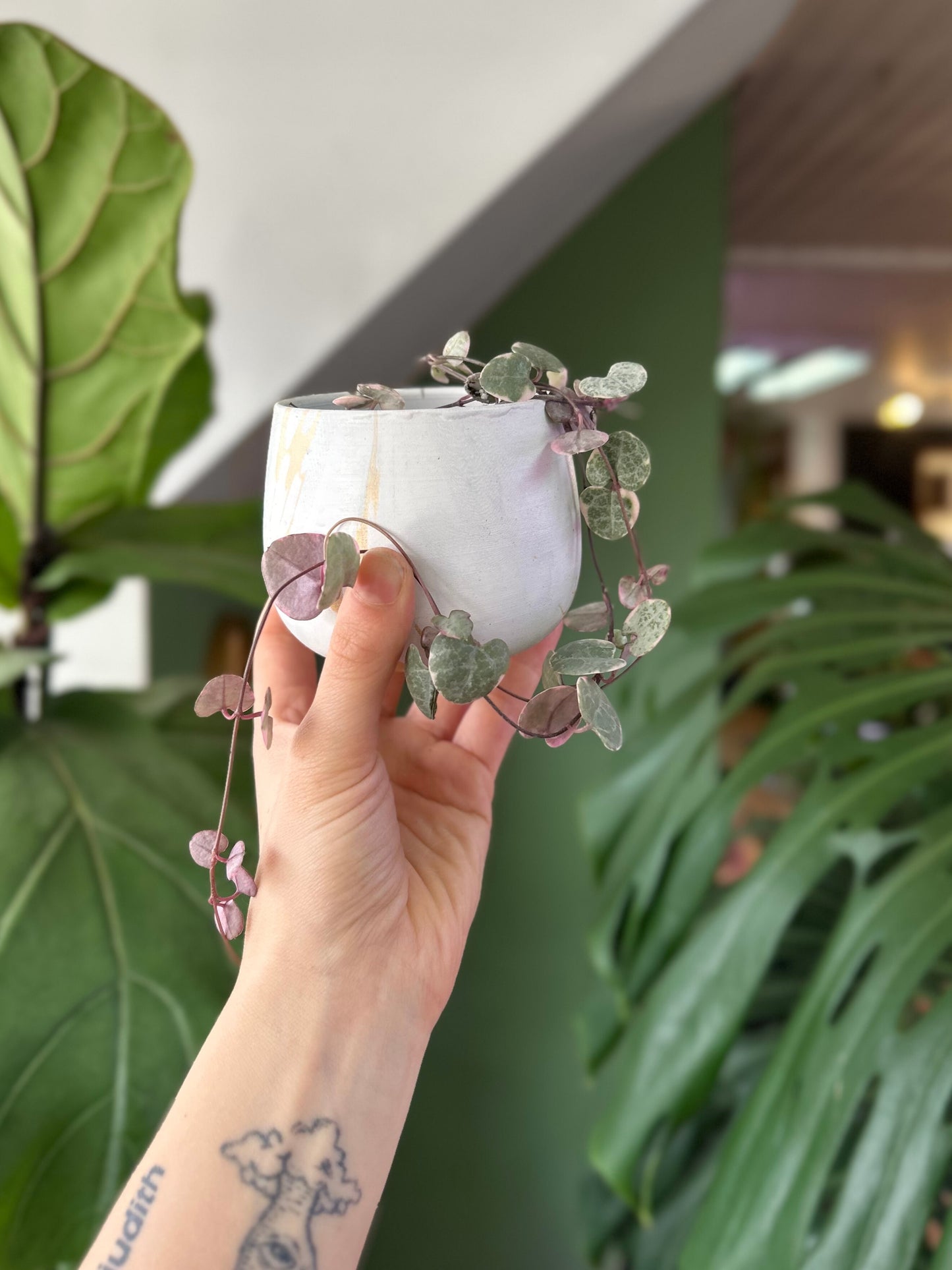 Ceropegia Woodii Variegada - Collar De Corazones
