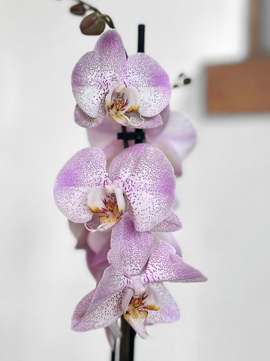 Orquídea Grande Lila Splash