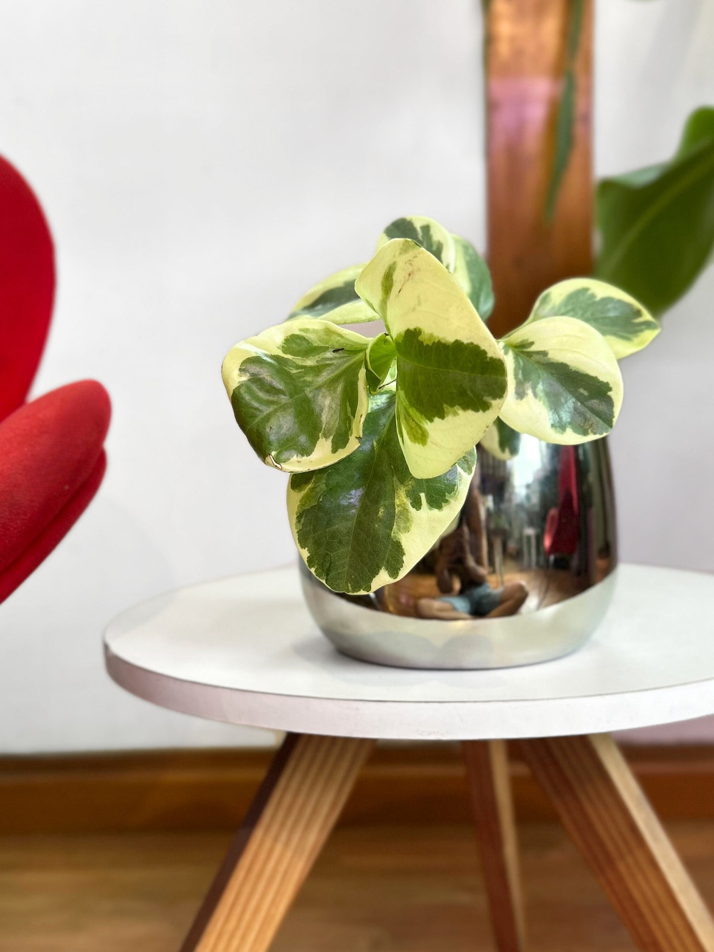 Peperomia Obtusifolia Variegada