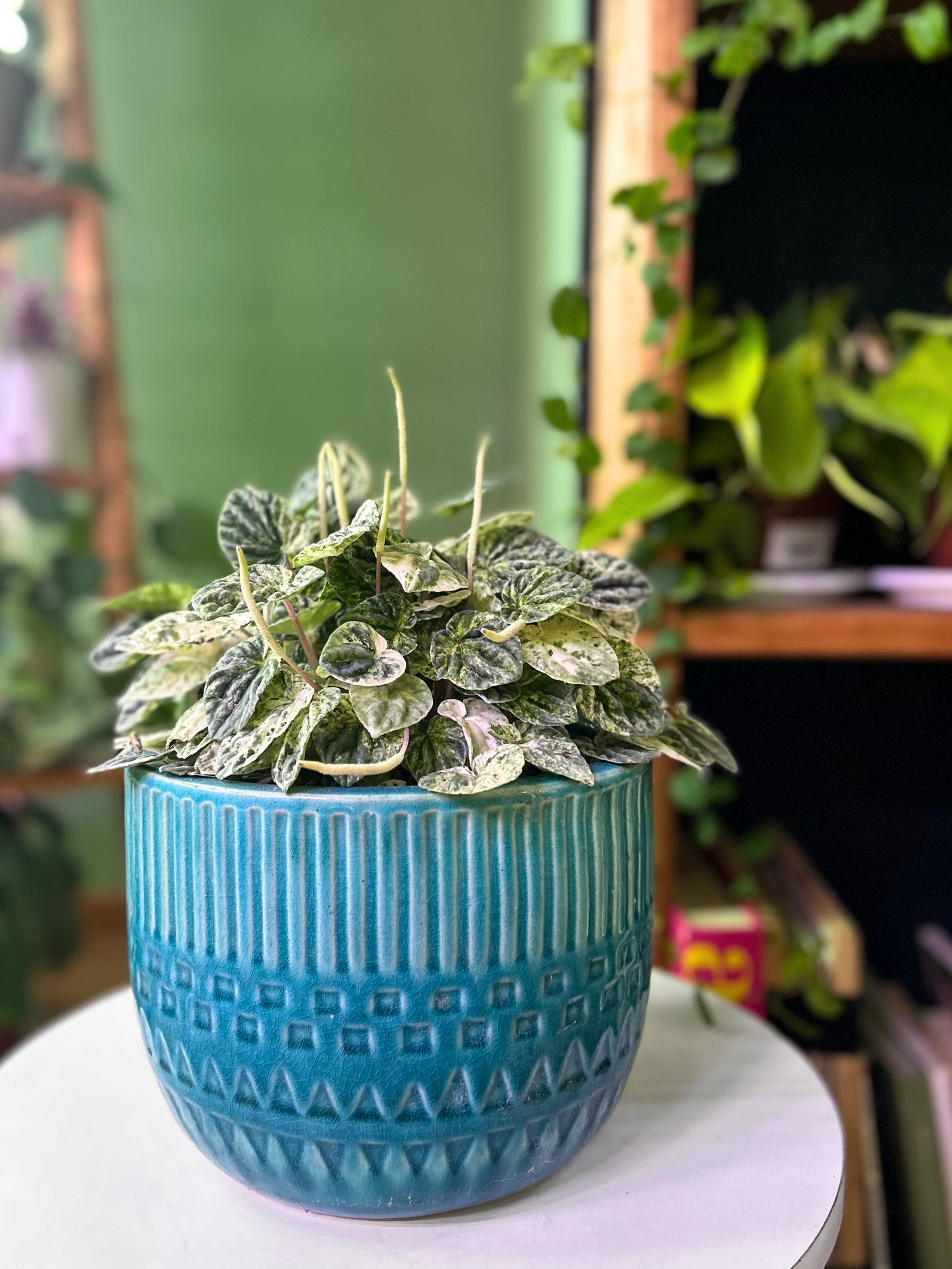 Peperomia Caperata Variegada M