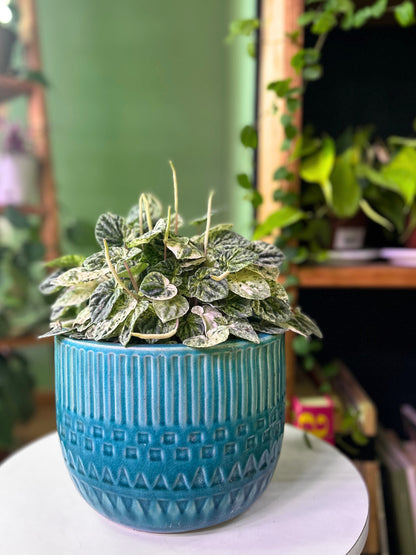 Peperomia Caperata Variegada M