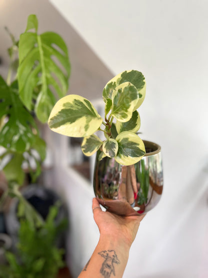 Peperomia Obtusifolia Variegada