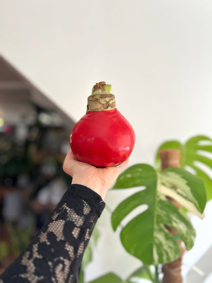 Amaryllis Wax Souvering - cera roja