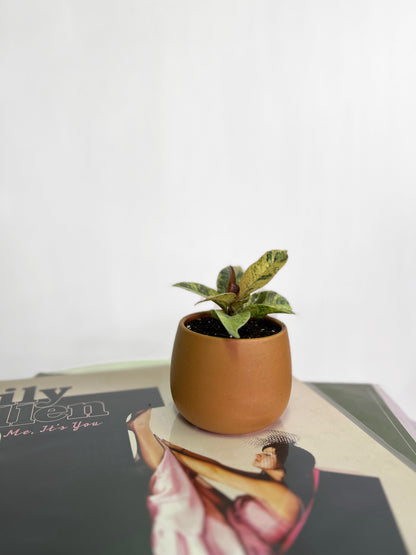 Gomero Variegado Baby