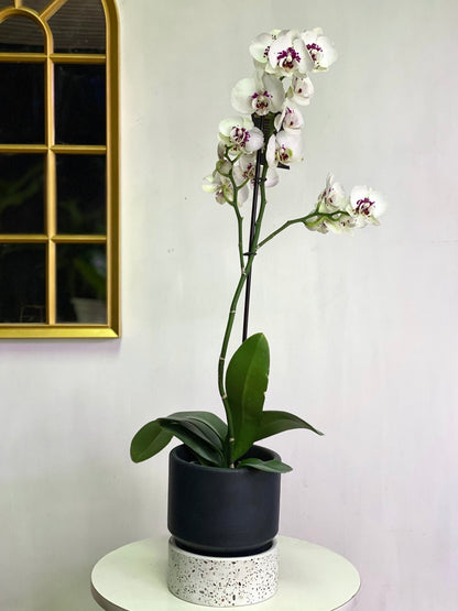 Orquídea Grande Crema Mora