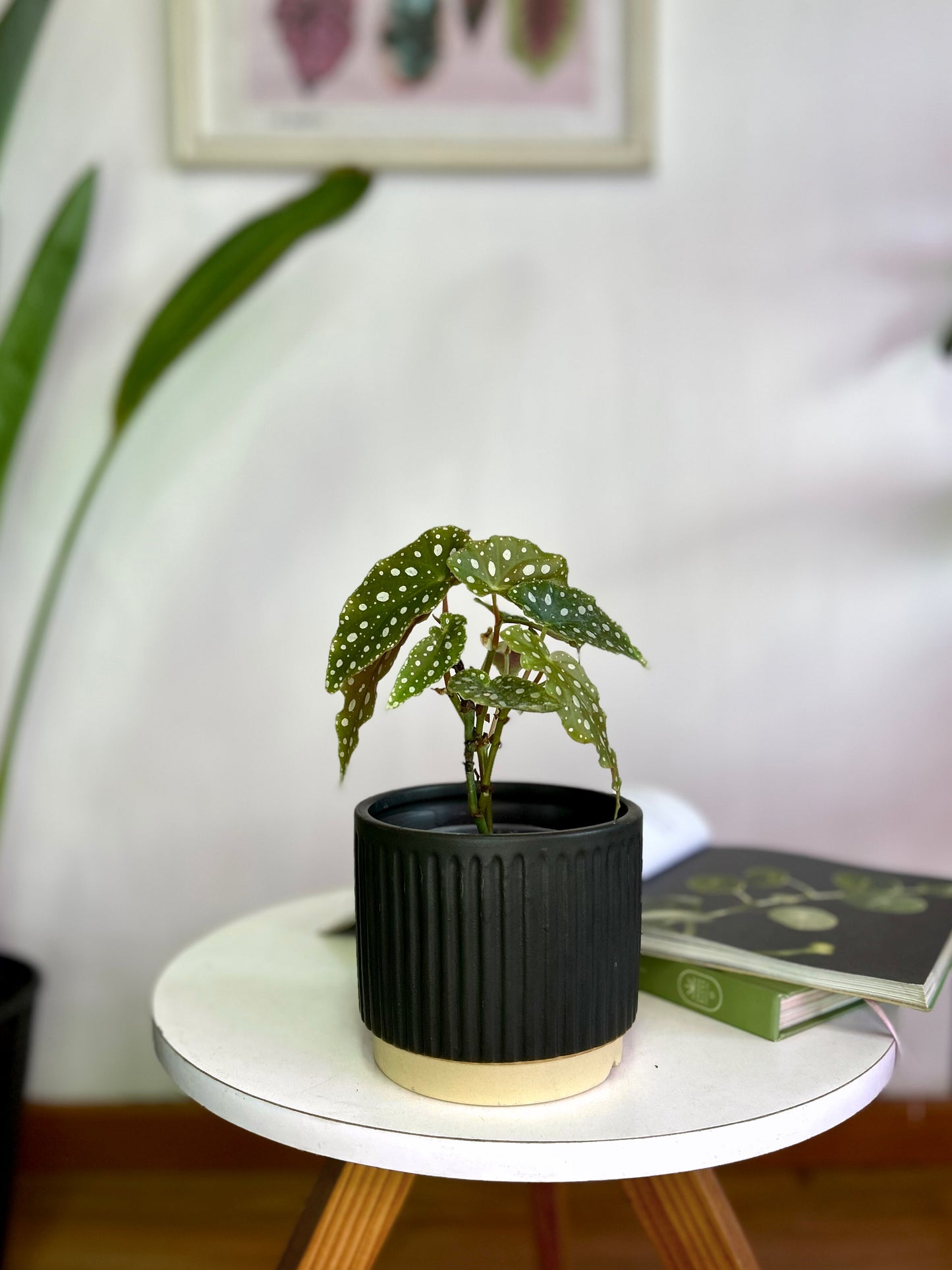 Begonia Maculata S