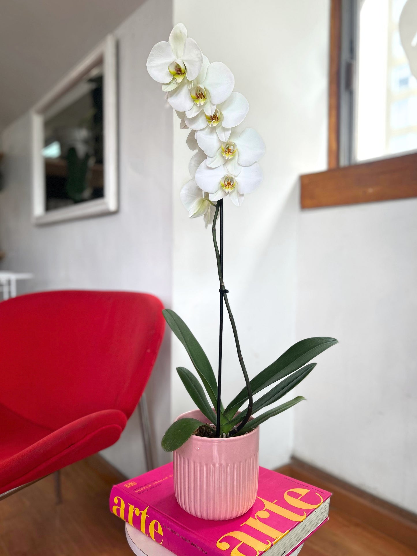 Orquídea Grande Blanca Aurora