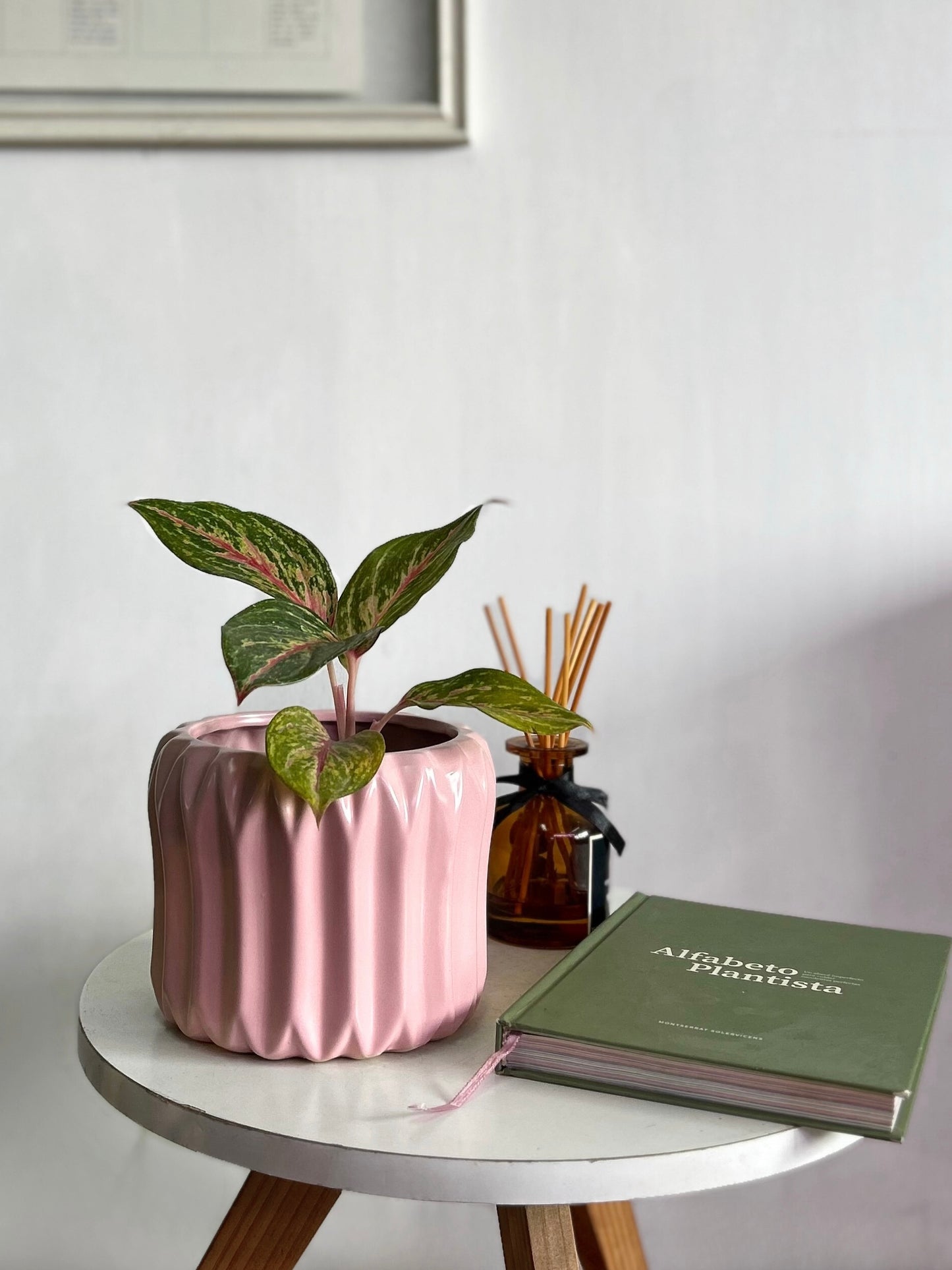 Aglaonema Pink Passion