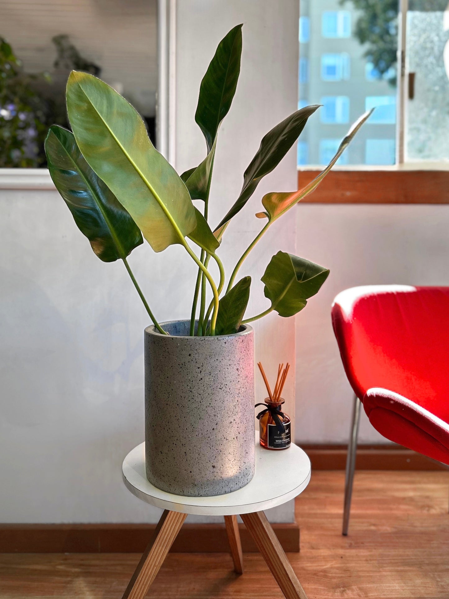 Filodendro Longifolio M