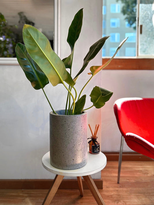 Filodendro Longifolio M