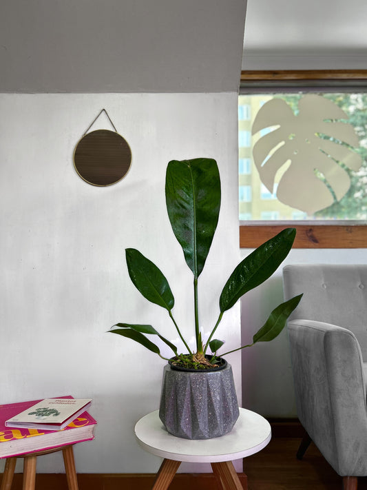 Anthurium Superbum M