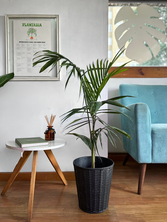 Palmera Kentia - Palmera Del Paraiso