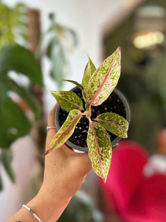 Aglaonema Commutatum Nightsparkle