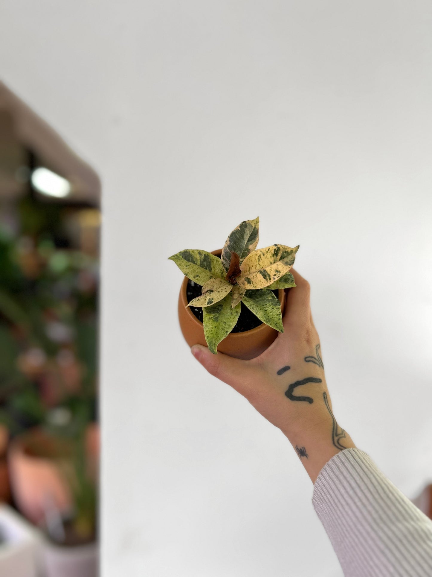 Gomero Variegado Baby