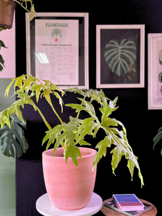 Filodendro Warscewiczii Flavum L