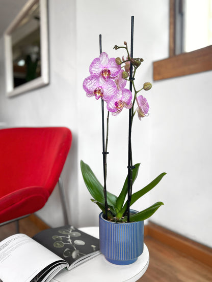 Orquídea Grande Pink Dream