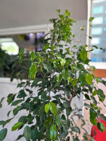 Ficus Benjamina XL