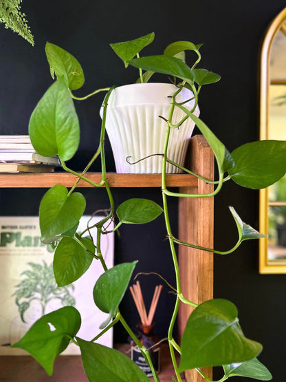 Potus Jade o Epipremnum Aureum Jade L