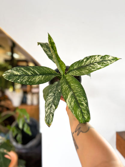Spatiphyllum  Variegado M