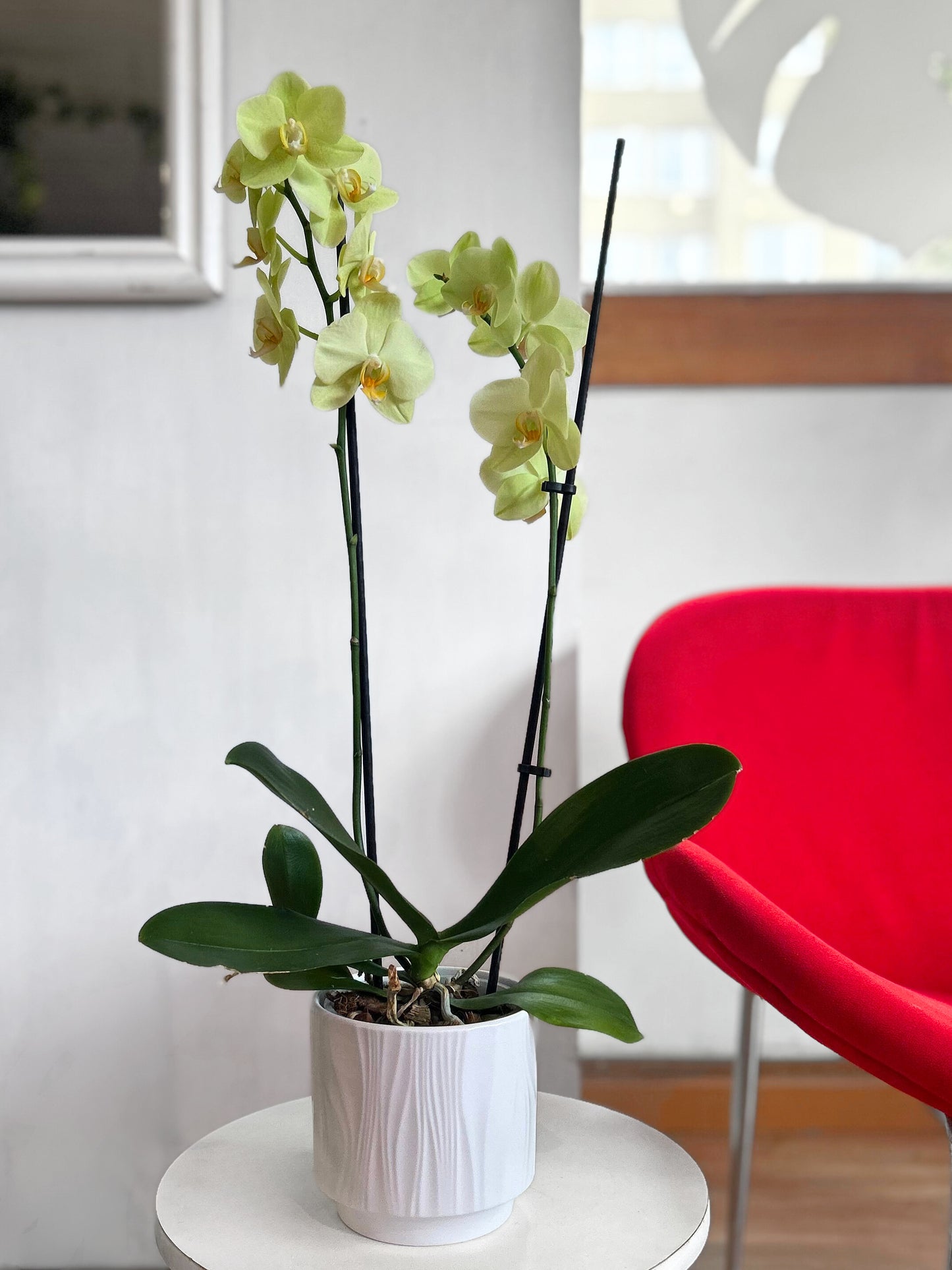 Orquídea Grande Lemon Lime