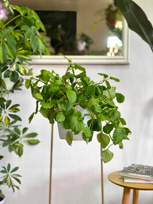 Plectranthus Ciliatus o Dolar verde
