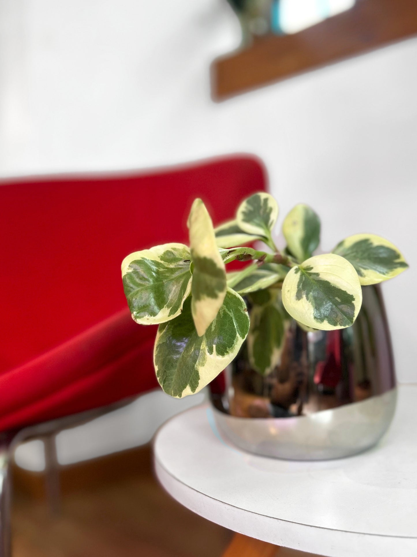 Peperomia Obtusifolia Variegada