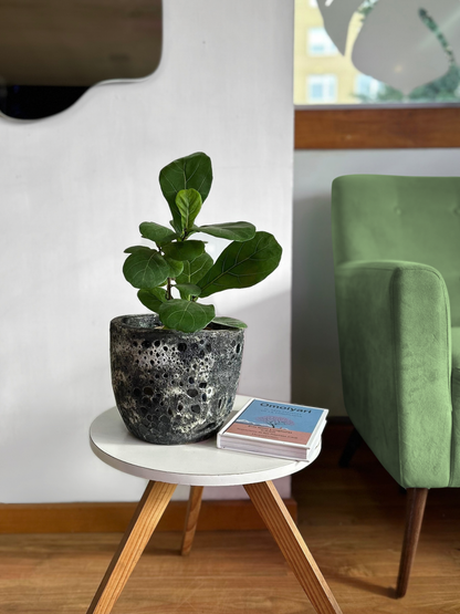 Ficus Lyrata Bambino