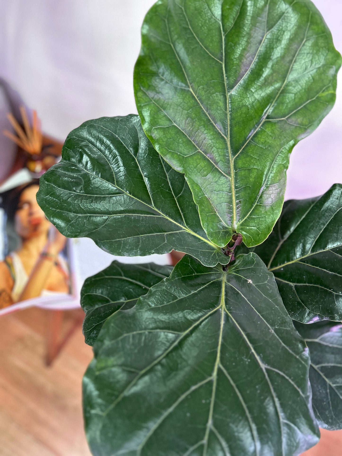 Ficus Lyrata M