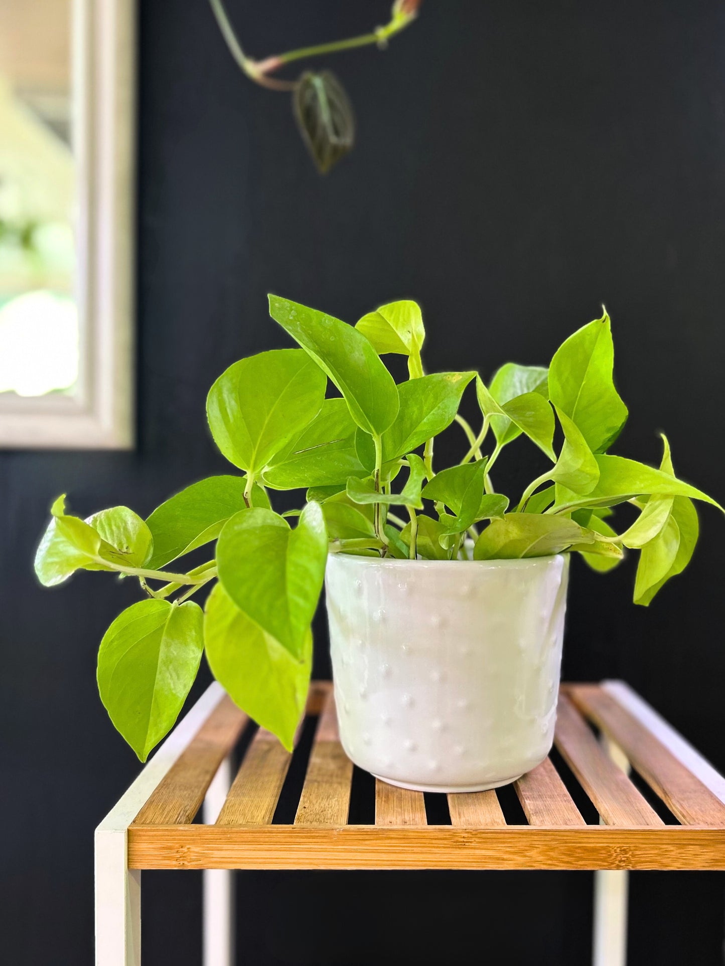 Scindapsus Neon M- Potus