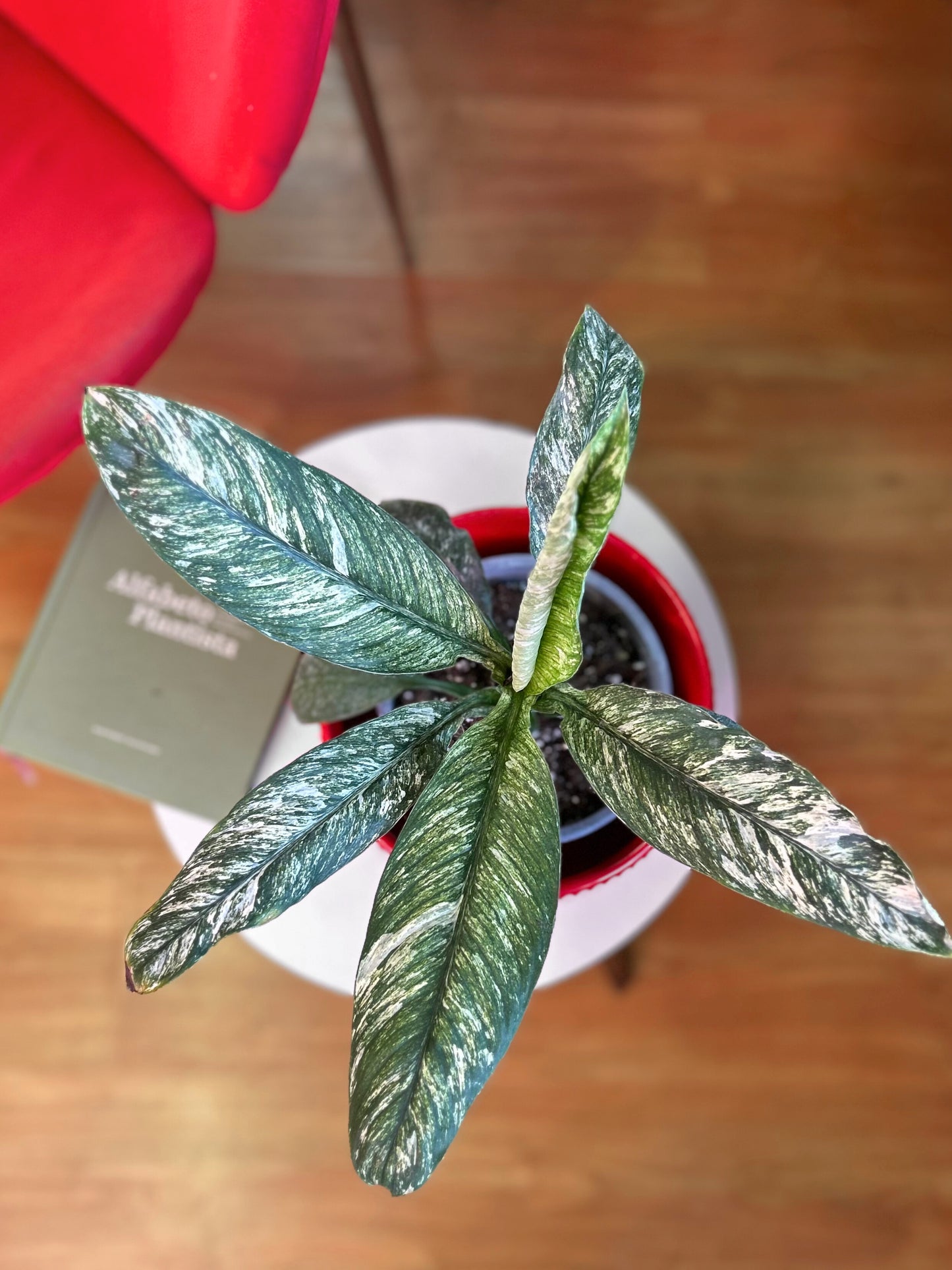 Spatiphyllum  Variegado M