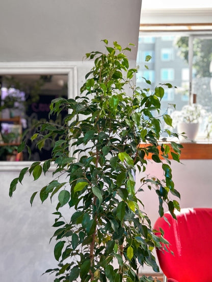 Ficus Benjamina XL