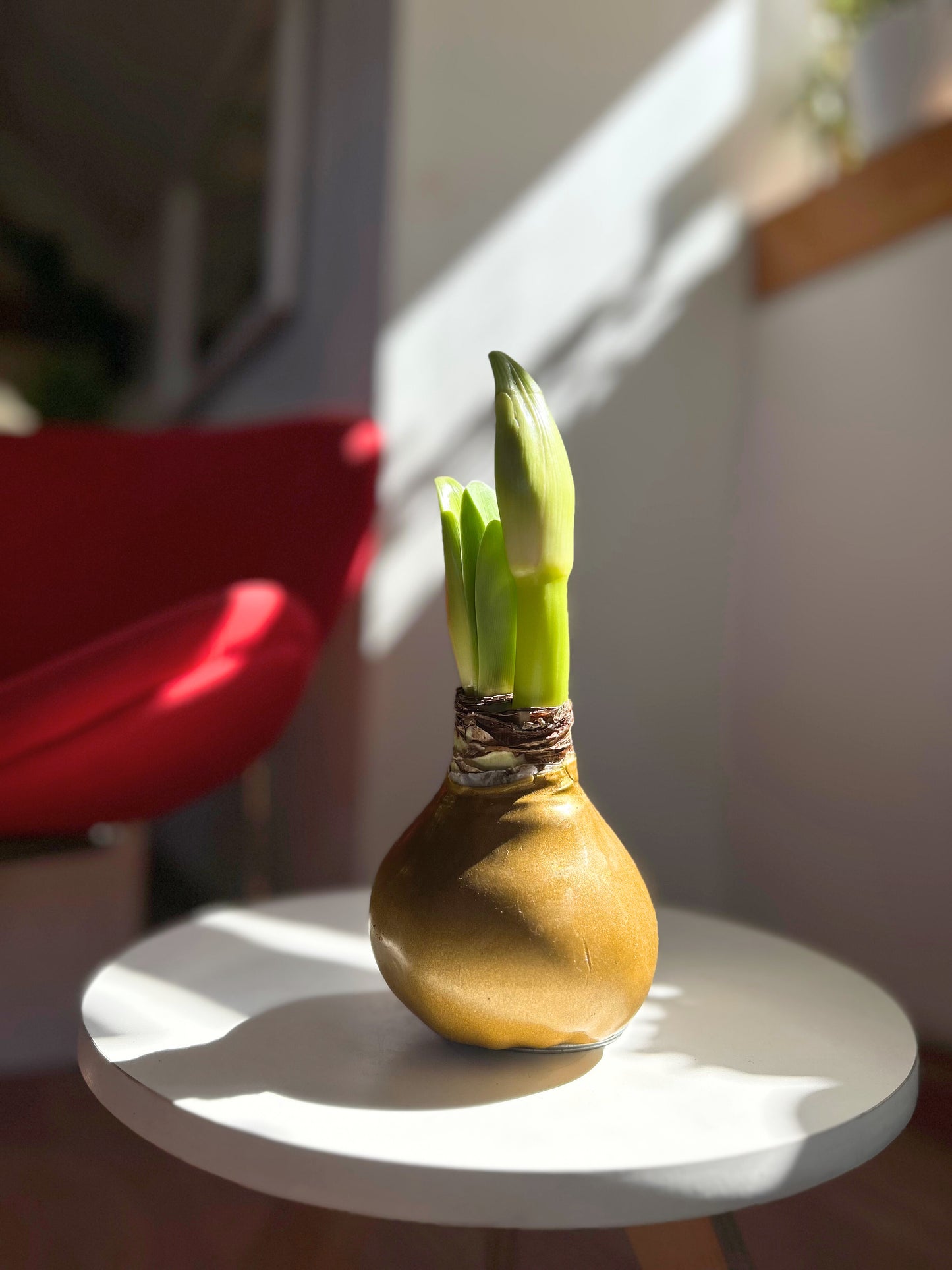 Amaryllis Wax Souvering - cera dorada