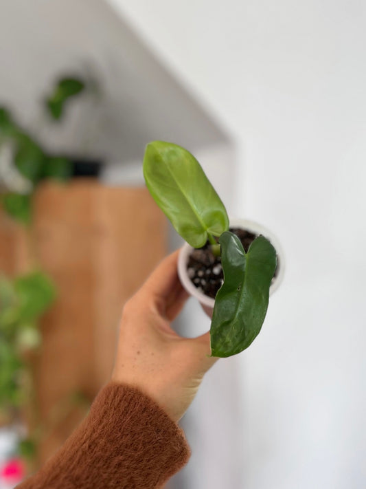 Plantín Filodendro Panduriforme