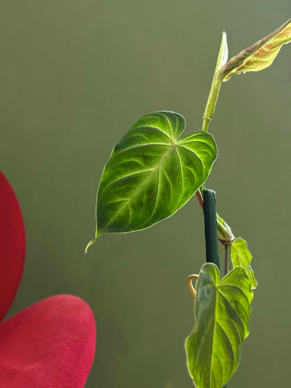 Filodendro Verrucosum