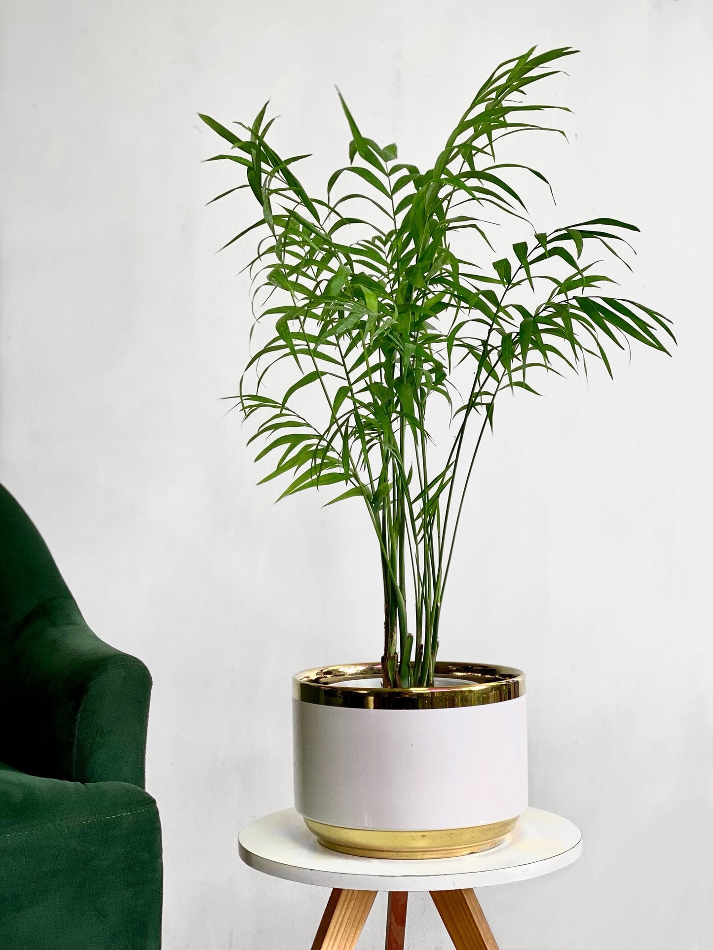 Palmera Chamaedorea M