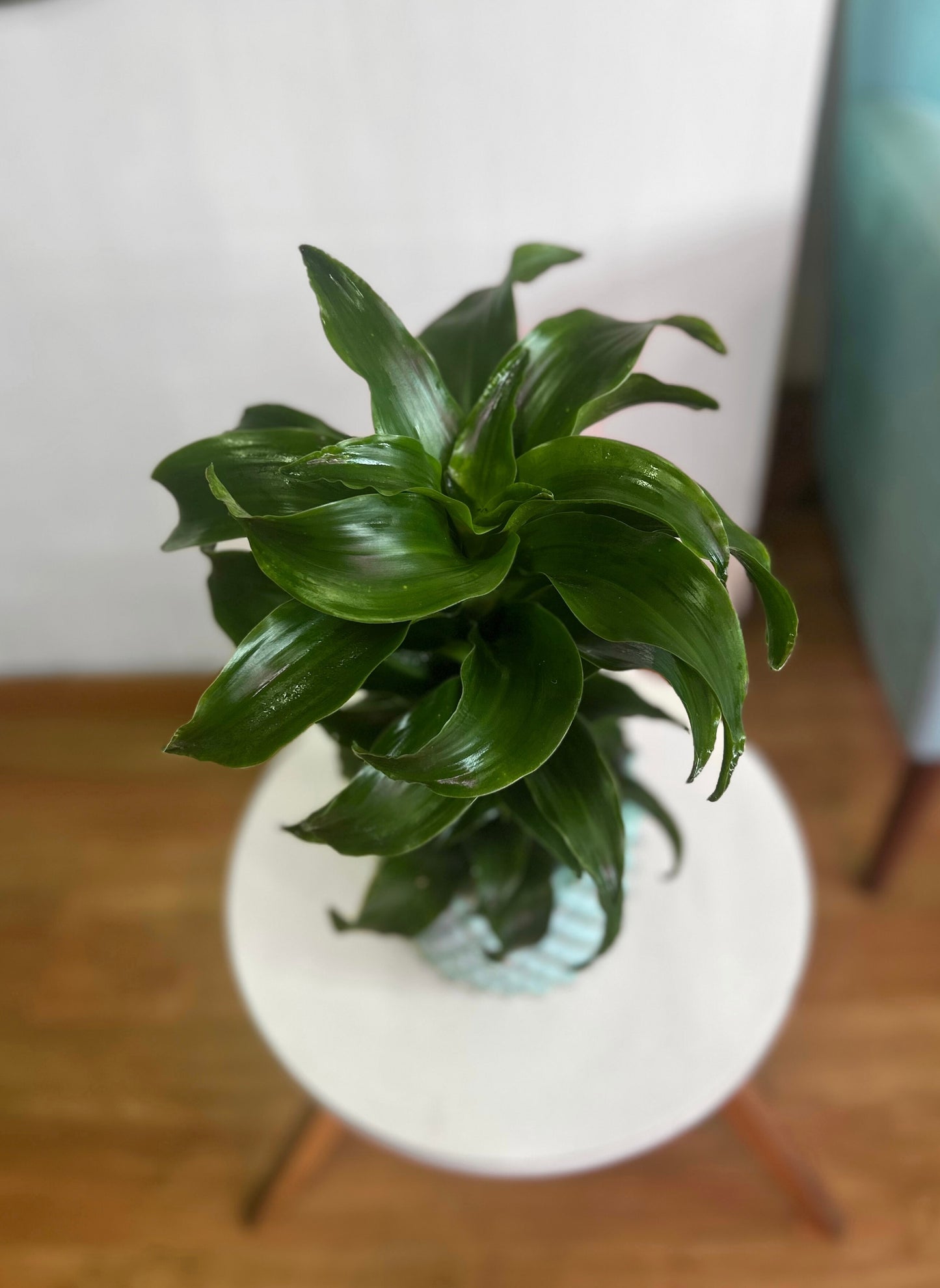 Dracaena Fragans Compacta