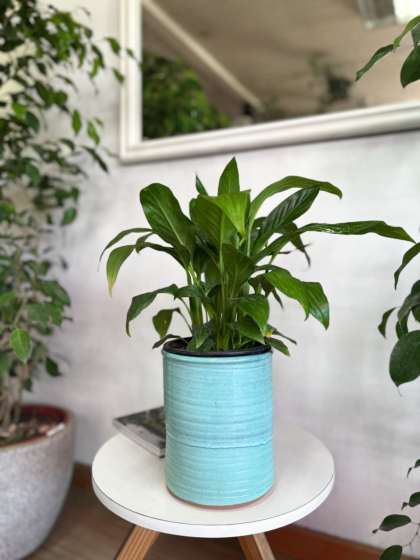 Spathiphyllum o Cuna de Moisés