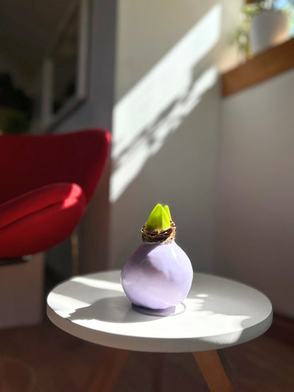 Amaryllis Wax Cherry Blossom - cera lila