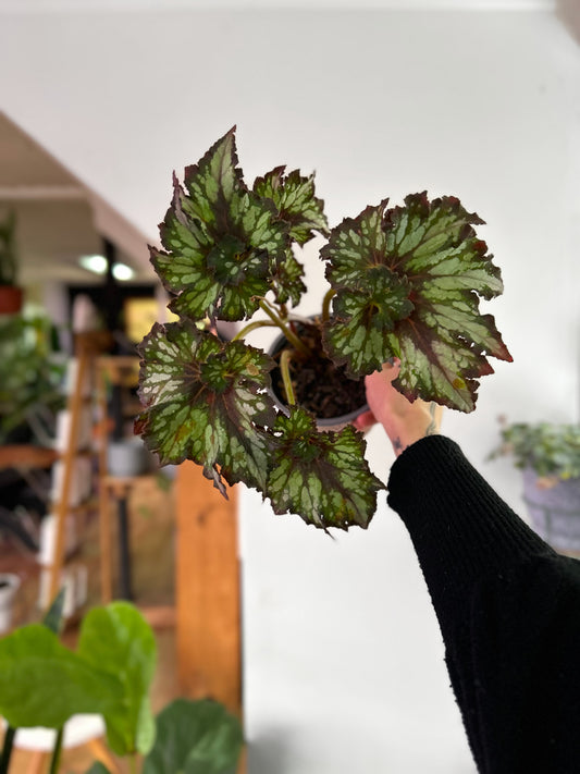 Begonia Caracol