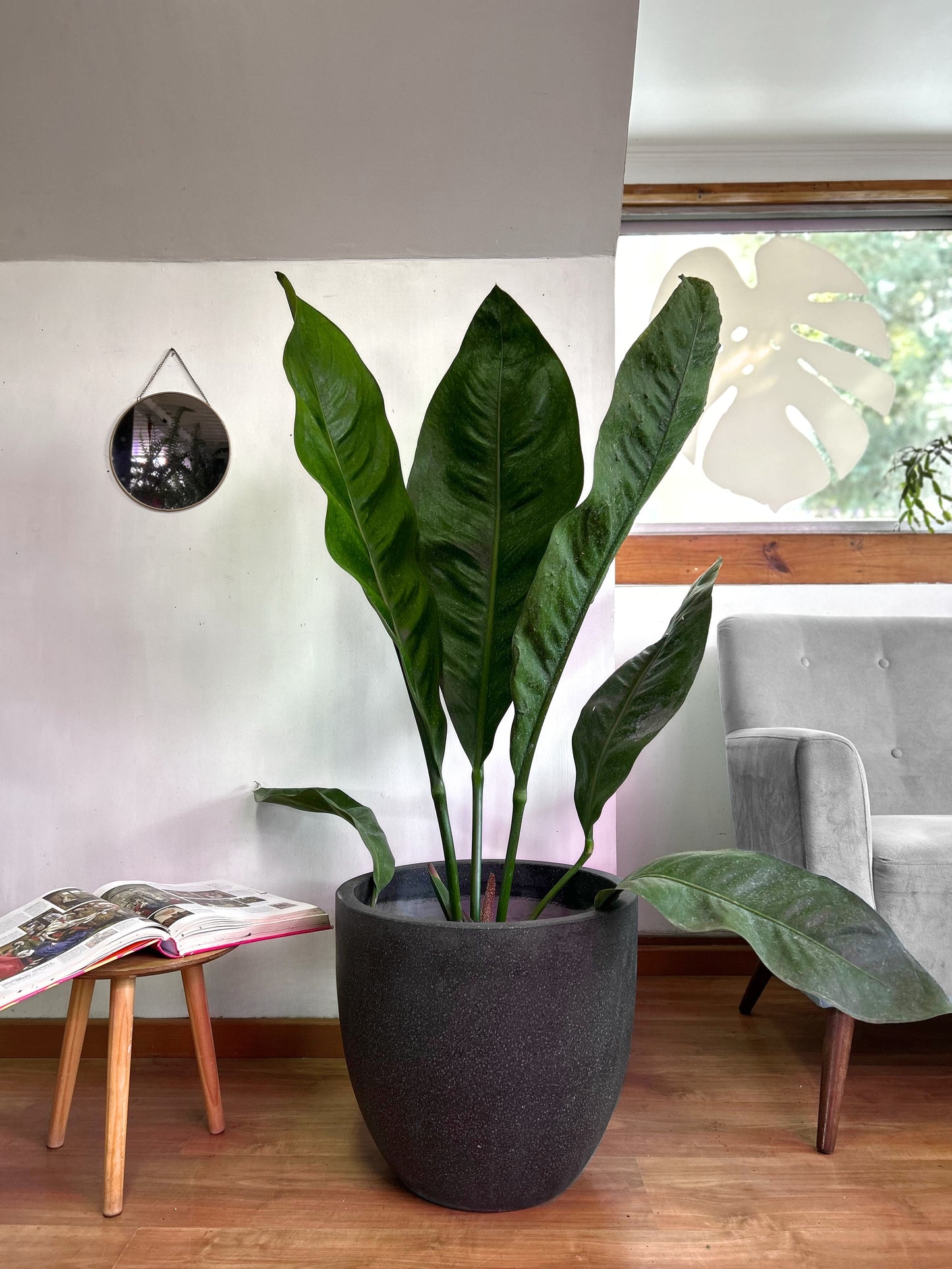 Anthurium Superbum XL