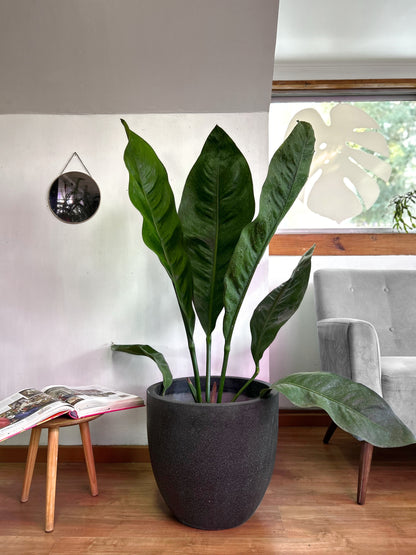 Anthurium Superbum XL