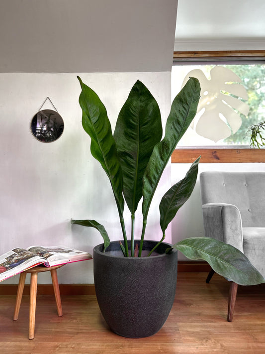 Anthurium Superbum XL