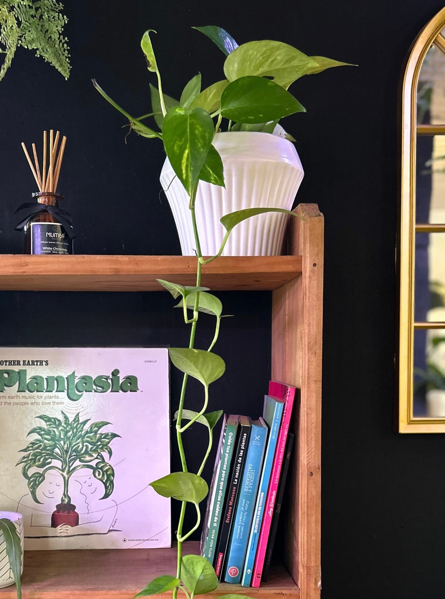 Epipremnum Aurea o Potus Golden L