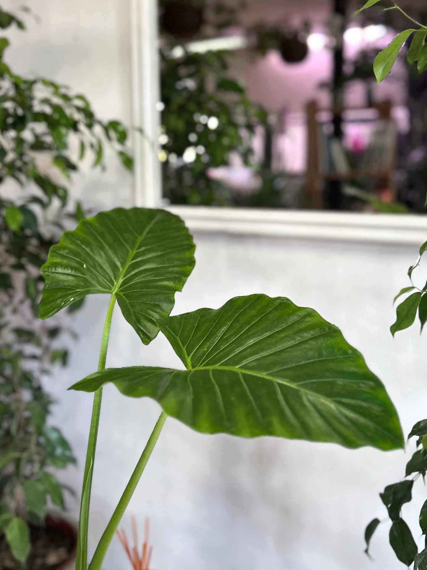 Alocasia Macrorrhiza - Manto De Eva S