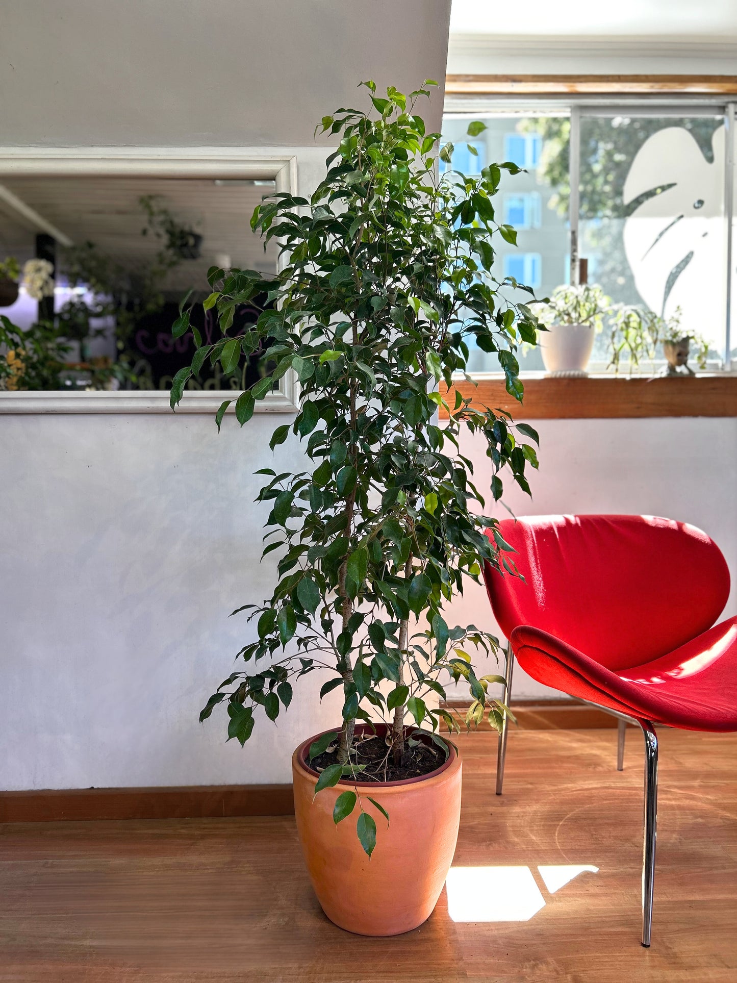 Ficus Benjamina XL