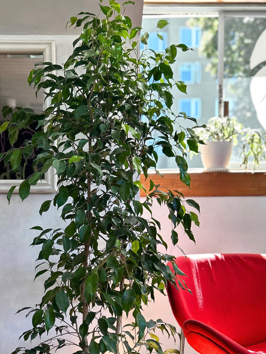 Ficus Benjamina XL