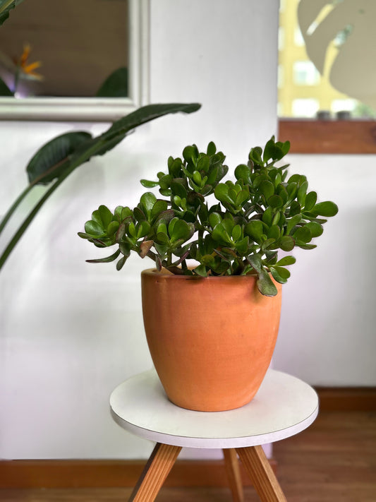 Crassula Ovata o Árbol de Jade M